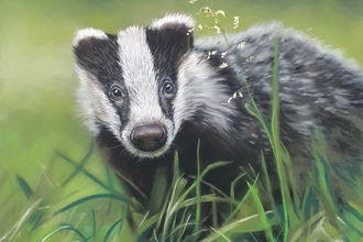 badger cub pastels drawing